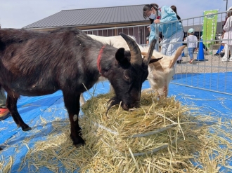 ヒツジとヤギの麦わら牧場