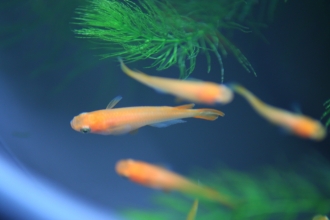 夏休み恒例！ヒメダカ・金魚すくい大会に参加しよう！
