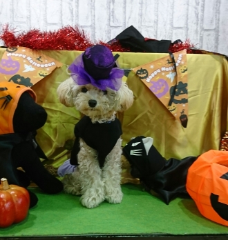 わんわん動物園がやってくる！～ハロウィーンバージョン～
