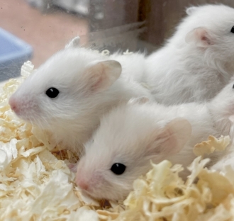 ふわもこアニマル大集合!!