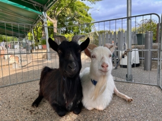 移動動物園　プチZOOがやってくる！