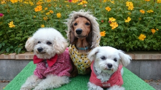 わんわん動物園がやってくる！